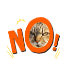 使いやすい 猫（個別スタンプ：13）