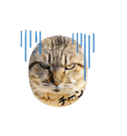 使いやすい 猫（個別スタンプ：18）