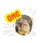 使いやすい 猫（個別スタンプ：19）