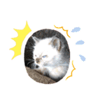 使いやすい 猫（個別スタンプ：20）