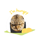 使いやすい 猫（個別スタンプ：21）