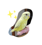 黄色の鳥さん（個別スタンプ：1）