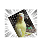 黄色の鳥さん（個別スタンプ：3）