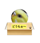 黄色の鳥さん（個別スタンプ：4）