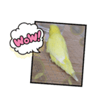 黄色の鳥さん（個別スタンプ：5）