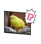 黄色の鳥さん（個別スタンプ：6）