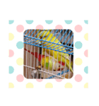 黄色の鳥さん（個別スタンプ：8）