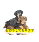 ash＆buck（個別スタンプ：1）