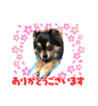ポメチワはちみつちゃんスタンプ第6弾（個別スタンプ：3）