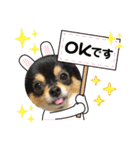 ポメチワはちみつちゃんスタンプ第6弾（個別スタンプ：5）