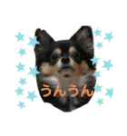 ポメチワはちみつちゃんスタンプ第6弾（個別スタンプ：10）
