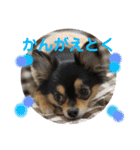 ポメチワはちみつちゃんスタンプ第6弾（個別スタンプ：12）
