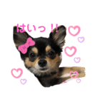 ポメチワはちみつちゃんスタンプ第6弾（個別スタンプ：13）