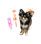 ポメチワはちみつちゃんスタンプ第6弾（個別スタンプ：22）