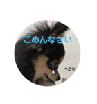 ポメチワはちみつちゃんスタンプ第6弾（個別スタンプ：24）