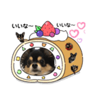 ポメチワはちみつちゃんスタンプ第6弾（個別スタンプ：33）