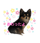 ポメチワはちみつちゃんスタンプ第6弾（個別スタンプ：37）