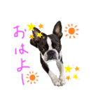 Boston terrier Nory stamp（個別スタンプ：1）