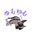Boston terrier Nory stamp（個別スタンプ：2）