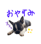 Boston terrier Nory stamp（個別スタンプ：3）