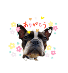 Boston terrier Nory stamp（個別スタンプ：4）