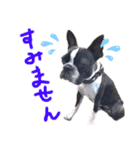 Boston terrier Nory stamp（個別スタンプ：5）