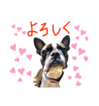 Boston terrier Nory stamp（個別スタンプ：6）