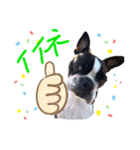 Boston terrier Nory stamp（個別スタンプ：7）