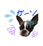 Boston terrier Nory stamp（個別スタンプ：8）
