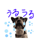 Boston terrier Nory stamp（個別スタンプ：9）