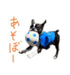Boston terrier Nory stamp（個別スタンプ：10）