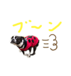 Boston terrier Nory stamp（個別スタンプ：11）
