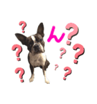 Boston terrier Nory stamp（個別スタンプ：13）