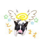 Boston terrier Nory stamp（個別スタンプ：14）