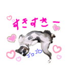 Boston terrier Nory stamp（個別スタンプ：15）