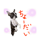 Boston terrier Nory stamp（個別スタンプ：16）