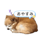 チワワのゆきちスタンプ（個別スタンプ：2）
