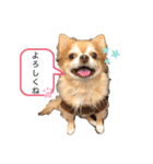 チワワのゆきちスタンプ（個別スタンプ：4）