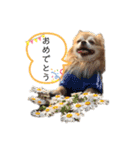 チワワのゆきちスタンプ（個別スタンプ：9）