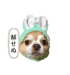 チワワのゆきちスタンプ（個別スタンプ：11）