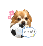 チワワのゆきちスタンプ（個別スタンプ：13）
