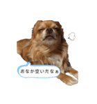 チワワのゆきちスタンプ（個別スタンプ：15）