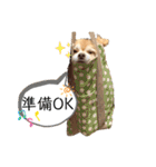 チワワのゆきちスタンプ（個別スタンプ：18）