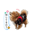 チワワのゆきちスタンプ（個別スタンプ：19）