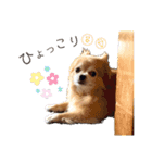 チワワのゆきちスタンプ（個別スタンプ：23）