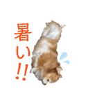 チワワのゆきちスタンプ（個別スタンプ：33）