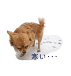 チワワのゆきちスタンプ（個別スタンプ：34）
