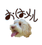 ドゥードルのメル（個別スタンプ：1）