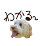 ドゥードルのメル（個別スタンプ：4）