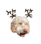ドゥードルのメル（個別スタンプ：6）